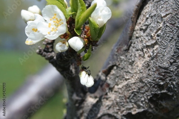Obraz fleurs cerisier