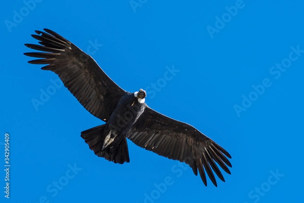Fototapeta condor in flight
