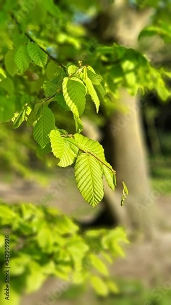 Obraz green plant , very nice leafs