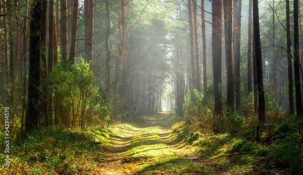 Obraz Sun beams over a path in the forest