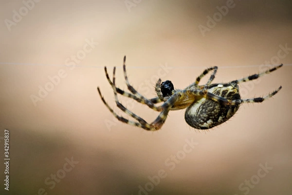Fototapeta eine Spinne