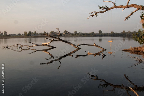 Obraz ein Baum mit Schaukel am See