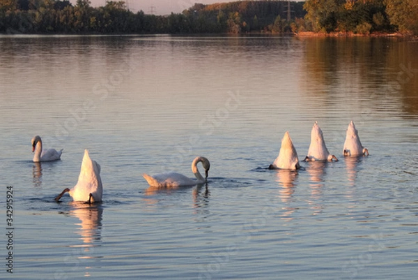 Obraz tauchende Schwäne