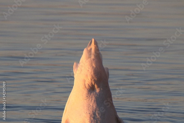 Obraz tauchender Schwan