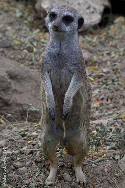 Obraz ein Erdmännhen