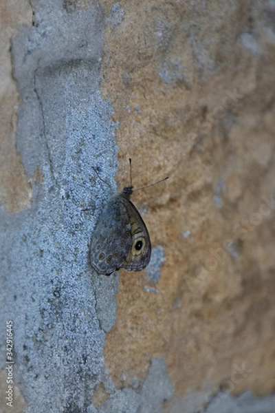 Obraz ein Schmetterling
