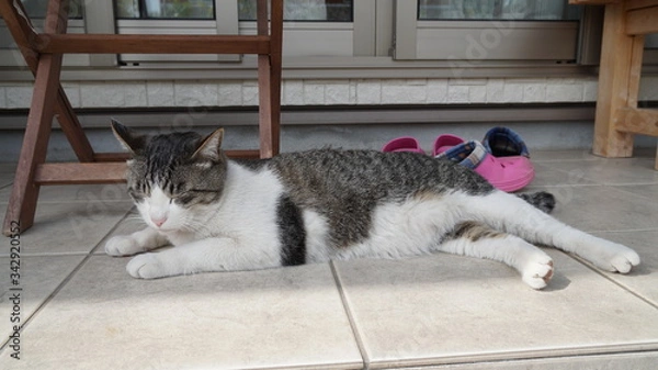 Fototapeta 猫　凛太朗　日常