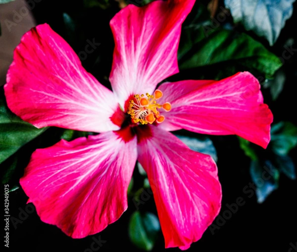 Obraz OLYMPUS DIGITAL CAMERA