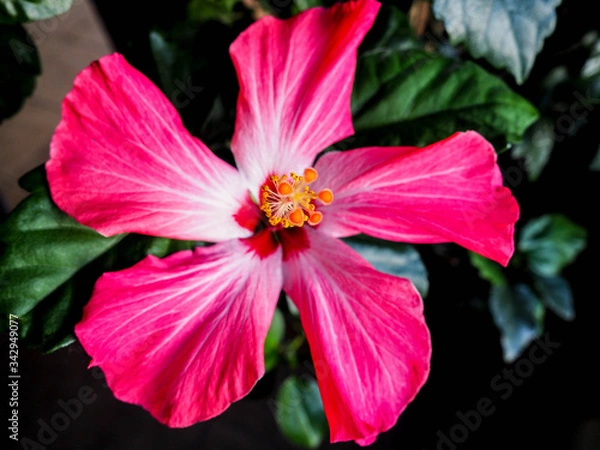 Obraz OLYMPUS DIGITAL CAMERA