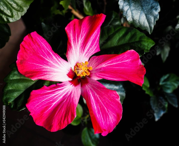 Obraz OLYMPUS DIGITAL CAMERA