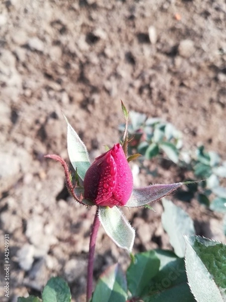 Obraz pink rose bud