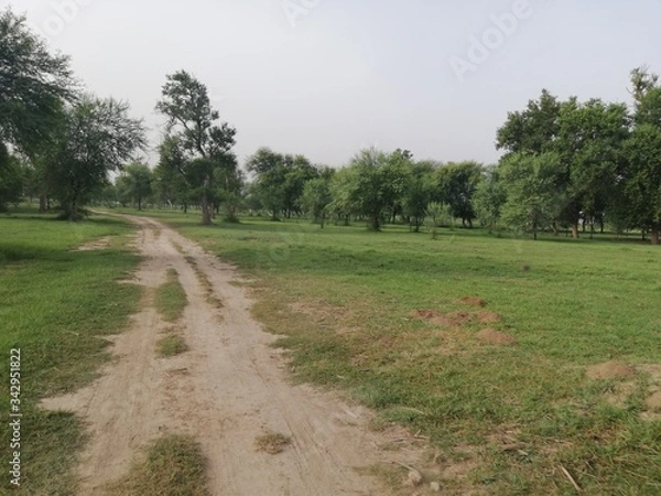 Obraz path in the field