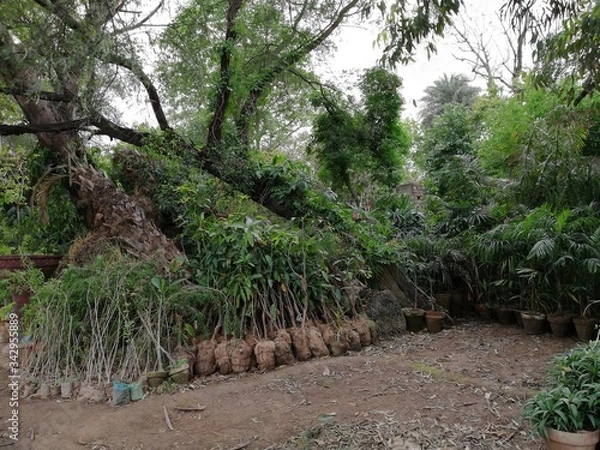 Obraz palm trees in the garden