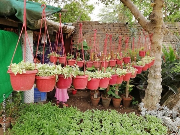 Obraz flowers in a garden