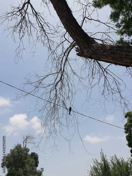 Obraz tree in the sky