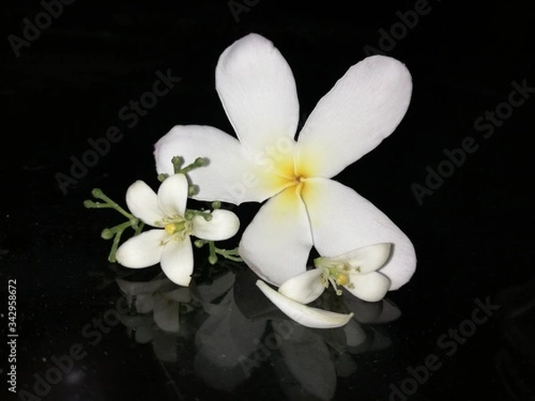 Obraz white frangipani flower
