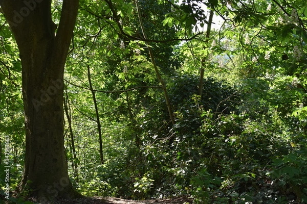 Fototapeta Bäume im Wald