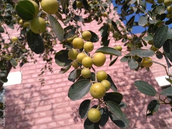 Fototapeta olives on the tree