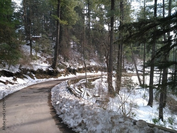 Obraz forest in winter