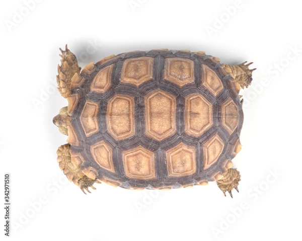Obraz turtle isolated on white background