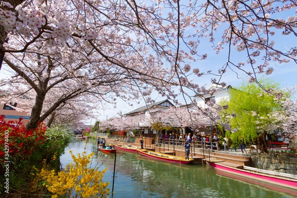 Fototapeta 福岡県　柳川市　川下り　桜