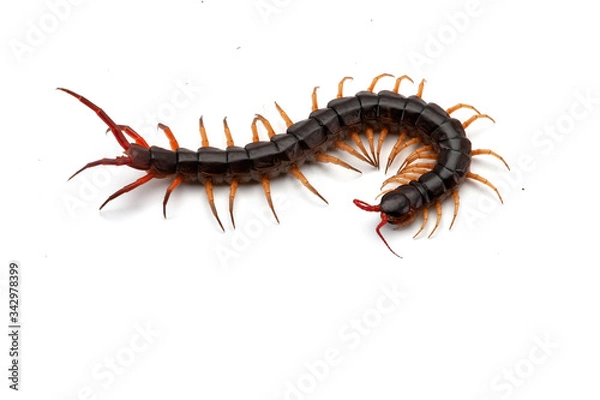 Obraz Giant centipede isolated on white background