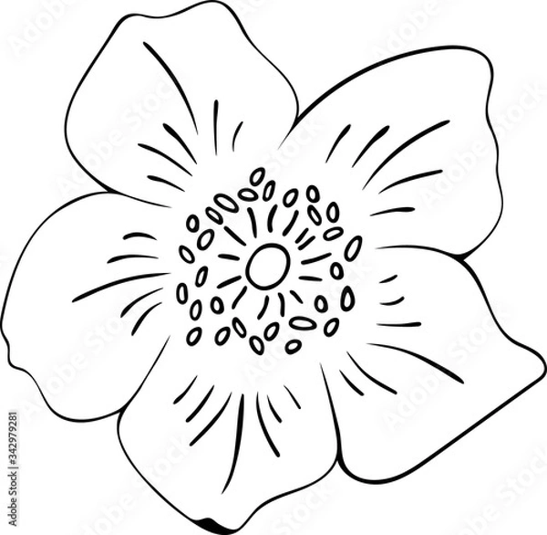 Fototapeta Vector illustration of rosehip flower in doodle style