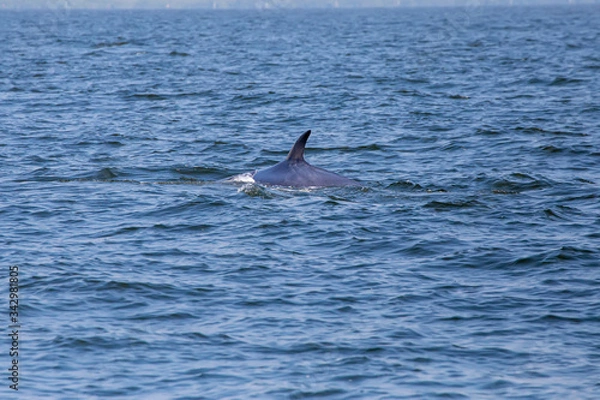 Fototapeta The dorsal fin of the Bryde's whale or Eden's whale in the sea at Phetchaburi Province, Thailand. Whale's back on the surface of the ocean.