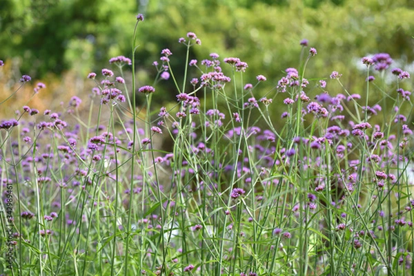 Fototapeta Verbena in a field
