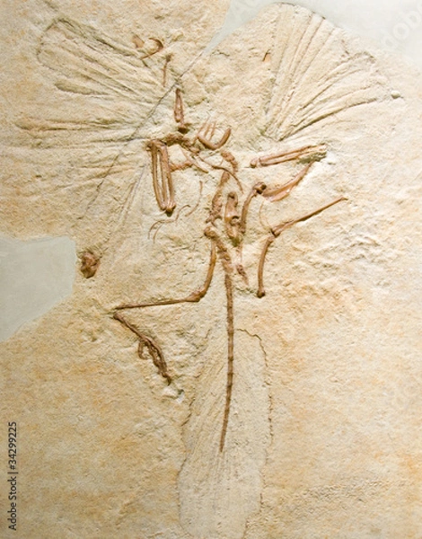 Obraz Archaeopteryx lithographica