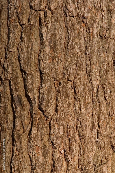 Obraz bark pattern
