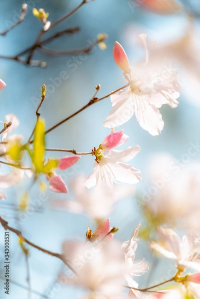 Obraz 철쭉 (Royal azalea)