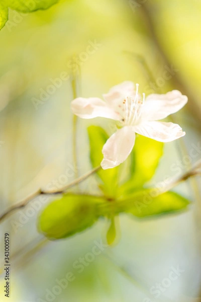 Obraz 철쭉 (Royal azalea)