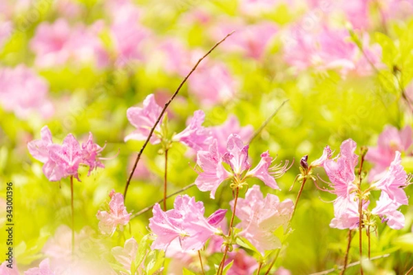 Obraz 철쭉 (Royal azalea)