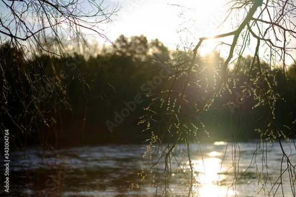 Obraz Tree branch isolated with a blurred river in the background