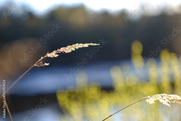 Obraz Single reed straw isolated with beautiful warm light with blurred background 