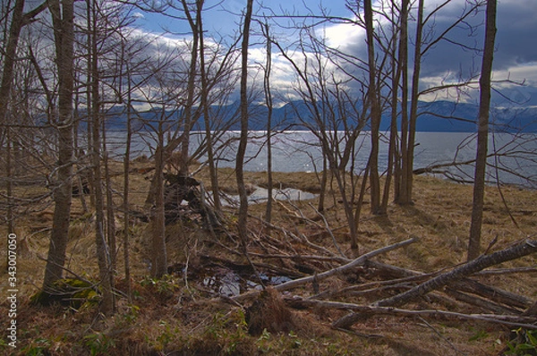 Fototapeta 芽吹きの前の早春の湖畔の森。屈斜路湖、北海道、日本。