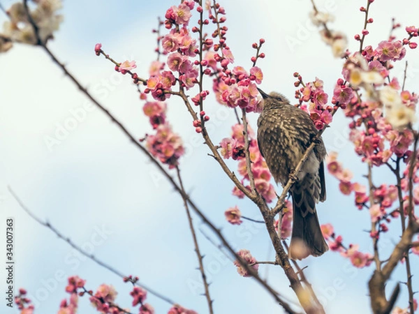 Obraz ヒヨドリ Bulbul