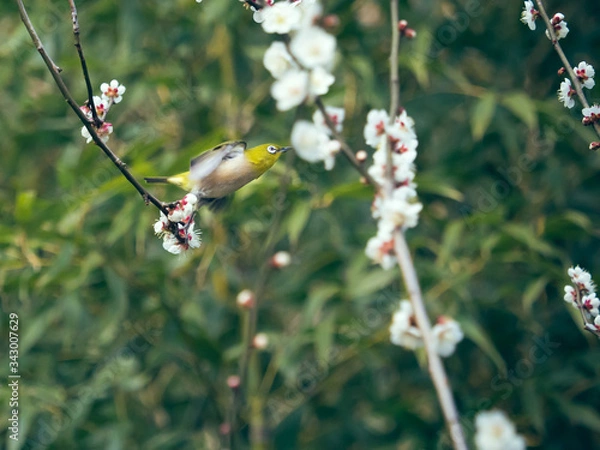Obraz 梅 plum メジロ white-eye