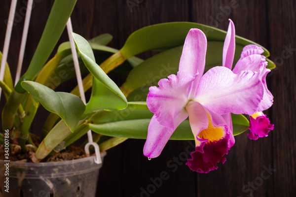 Fototapeta beautiful red flower in a pot on a wooden background