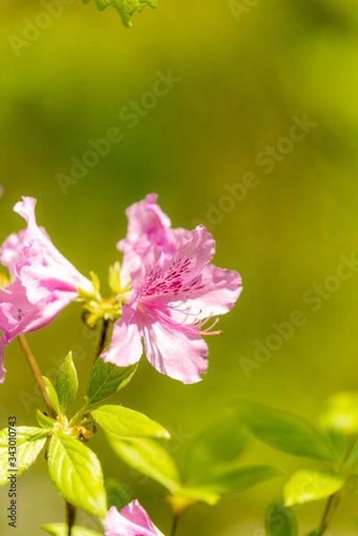 Obraz 철쭉 (Royal azalea)