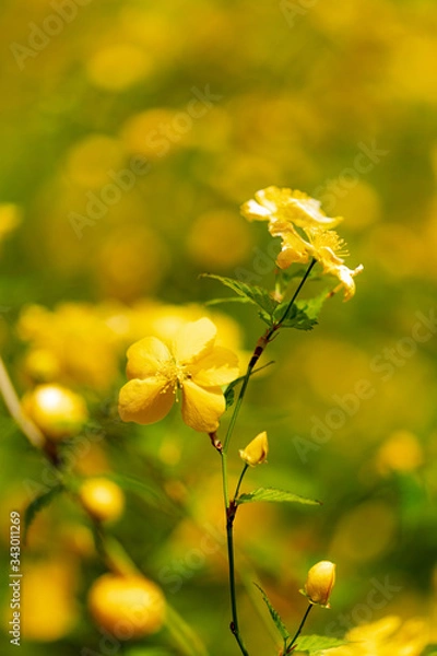Obraz 황매화 (Sulfur flower)