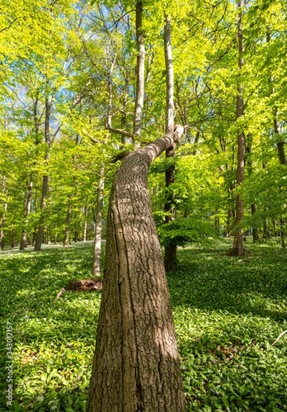 Obraz Blühender Bärlauch Wald