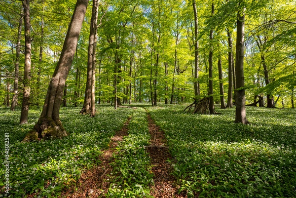 Obraz Blühender Bärlauch Wald
