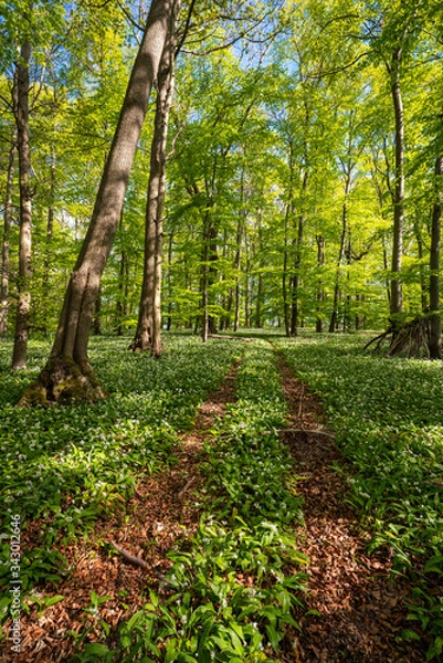 Obraz Blühender Bärlauch Wald