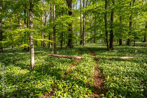 Obraz Blühender Bärlauch Wald