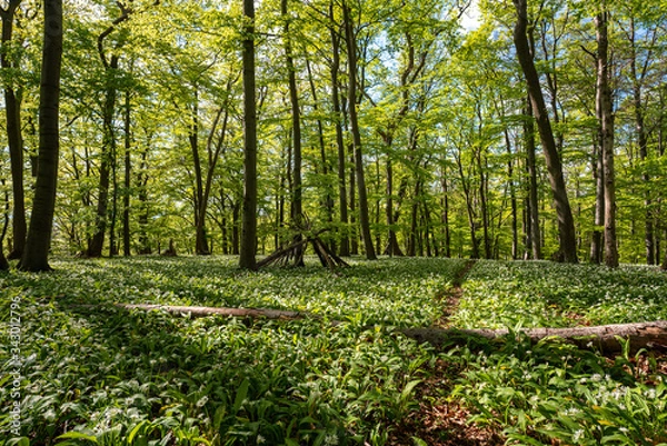 Obraz Blühender Bärlauch Wald