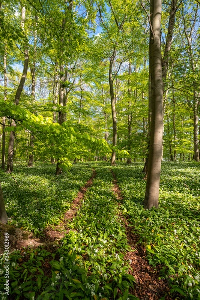Obraz Blühender Bärlauch Wald