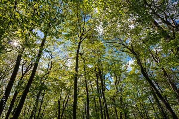 Obraz Blühender Bärlauch Wald