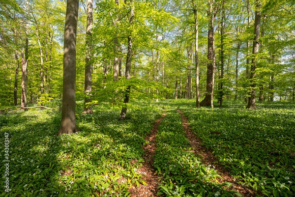 Obraz Blühender Bärlauch Wald